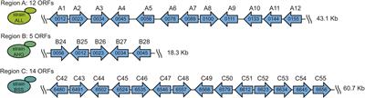 Transcriptional Activity and Protein Levels of Horizontally Acquired Genes in Yeast Reveal Hallmarks of Adaptation to Fermentative Environments